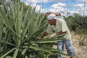 ARTE POPULAR - SISAL