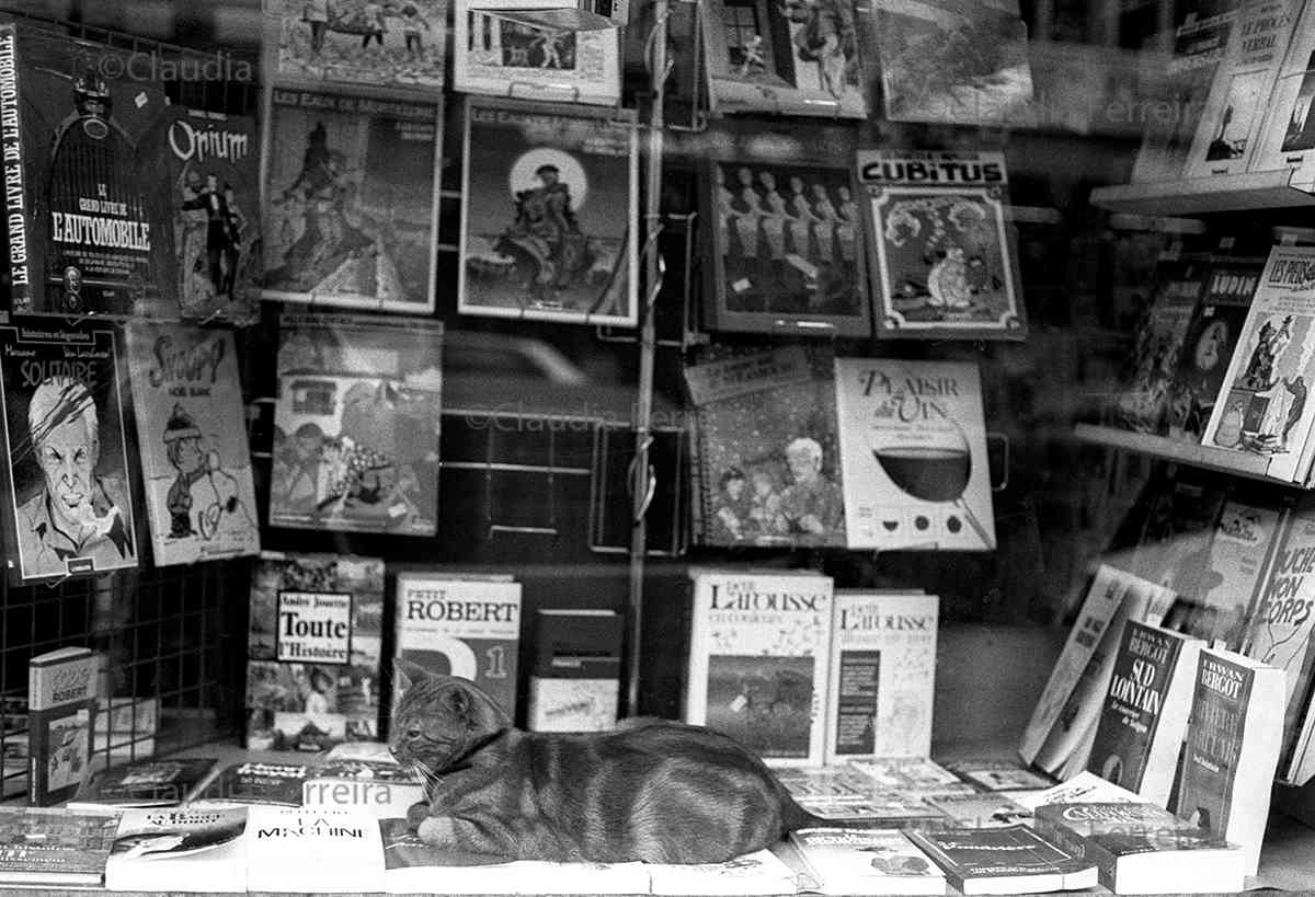 Gato na vitrine da livraria